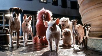  "Babe, le cochon dans la ville" © Collection Christophel 
