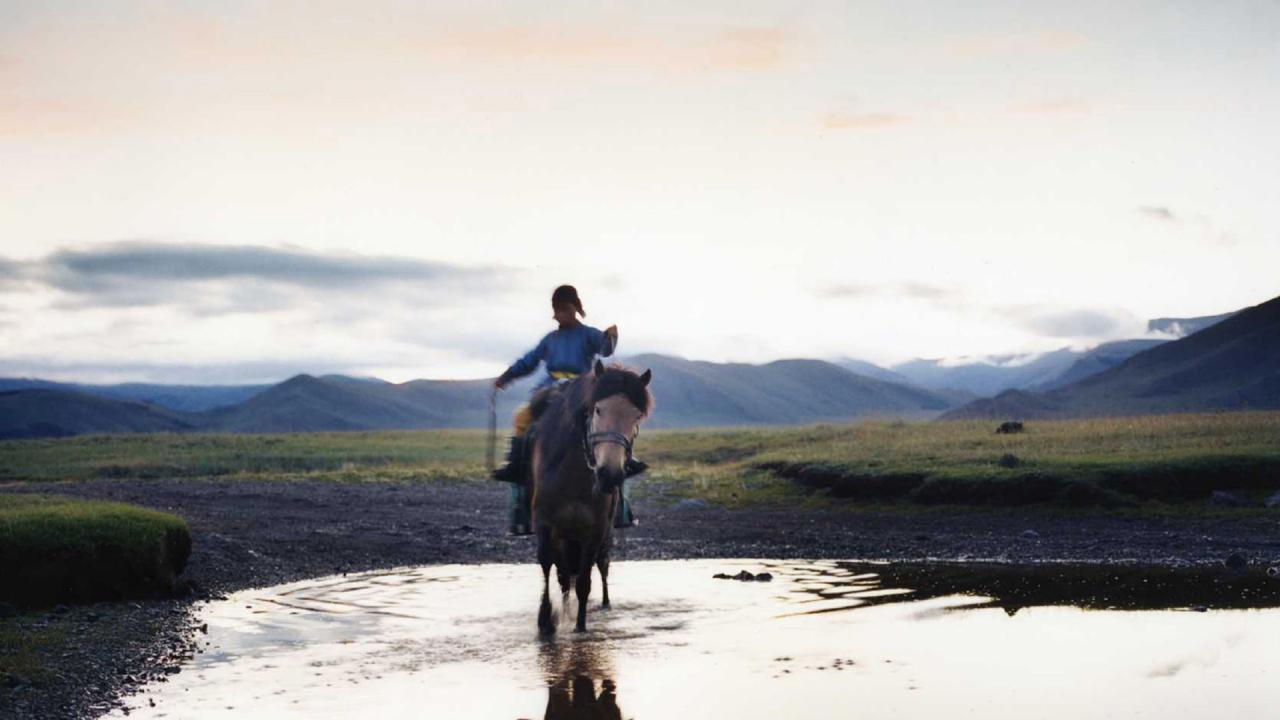 Le Chien jaune de Mongolie © Collection Christophel