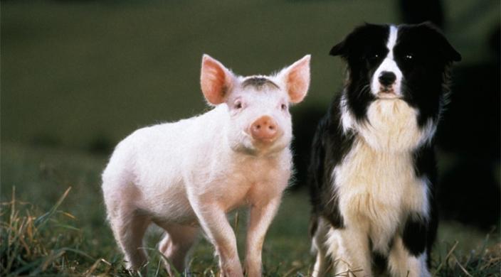 Babe le cochon devenu berger