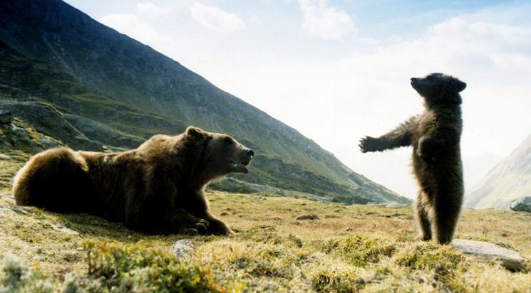 L'Ours