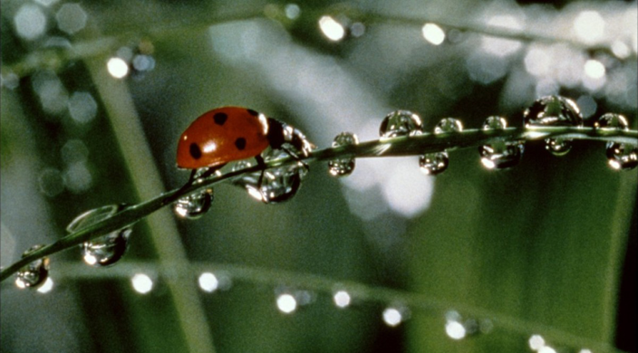 Microcosmos