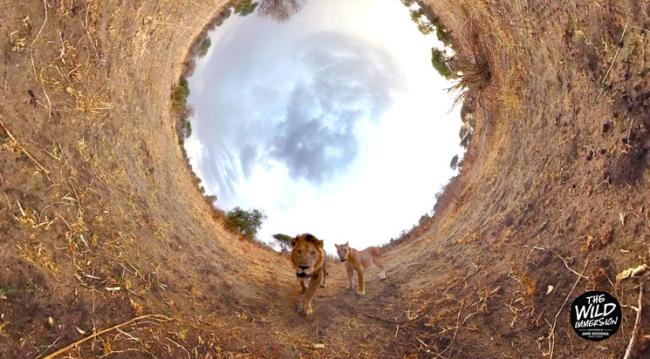  "Wild Immersion" © D.R. 